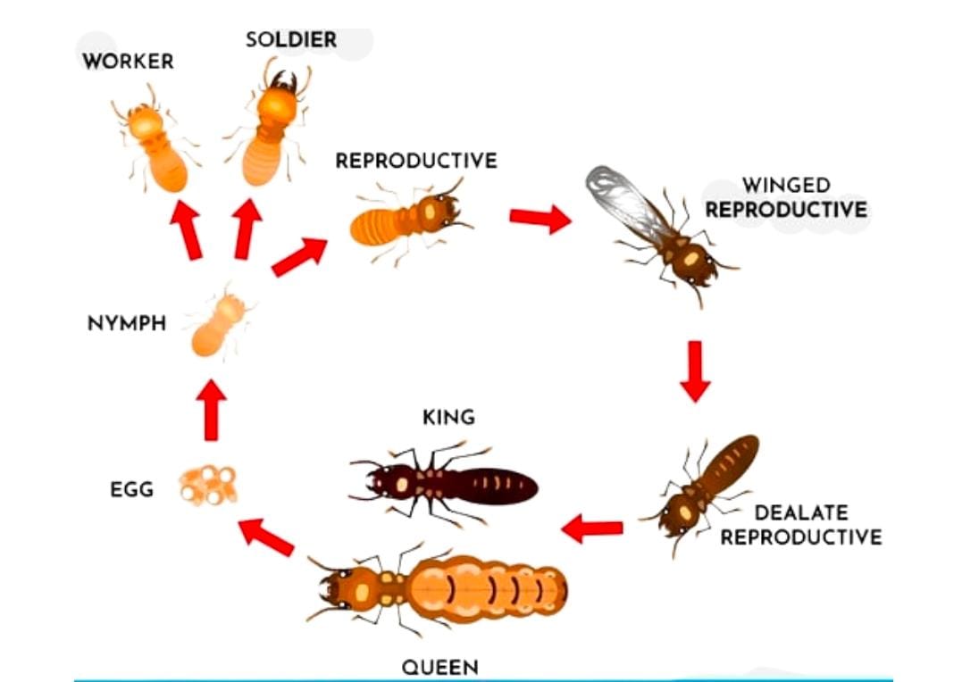 Pest Image 2